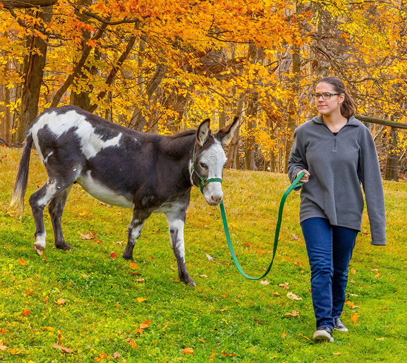 Walking Farm Donkey