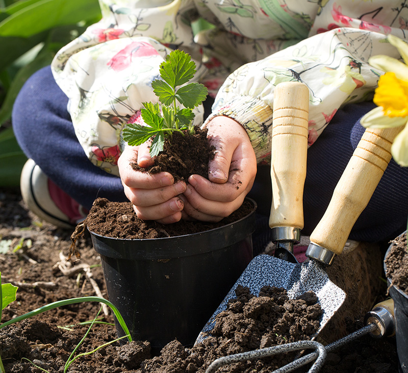 Planting Person re-planting